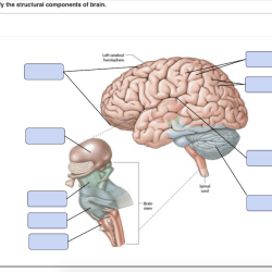 Identify drag labels structural components heart part solved