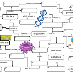 Cell membrane and transport graphic answer key