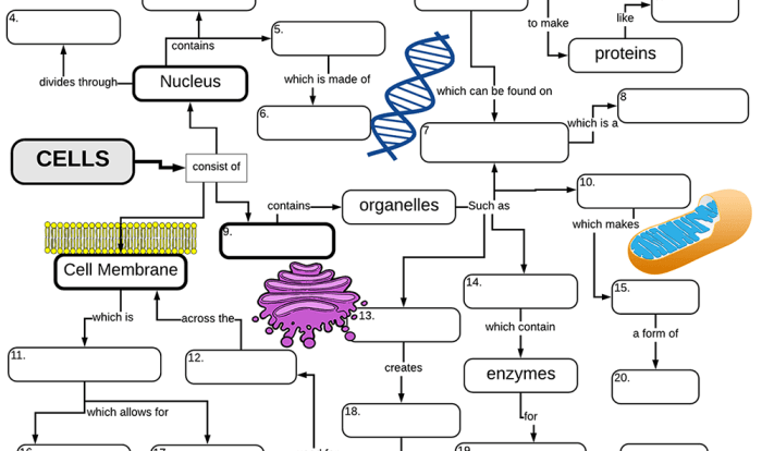 Cell membrane and transport graphic answer key