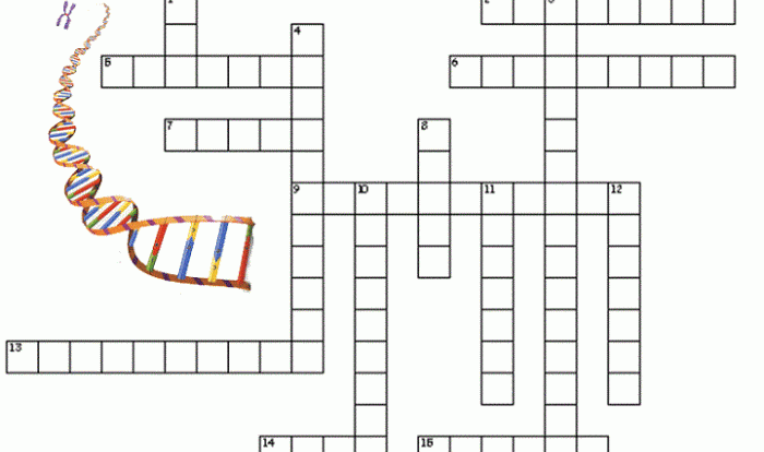 Dna structure and function crossword puzzle answer key