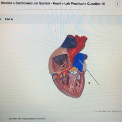 Heart pal cardiovascular lab system models practical question solved answers