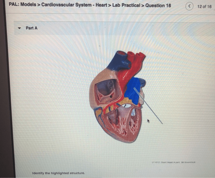 Heart pal cardiovascular lab system models practical question solved answers