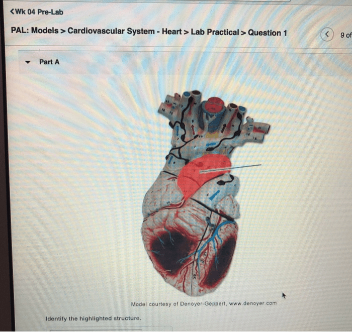 Pal models cardiovascular system heart lab practical question 1