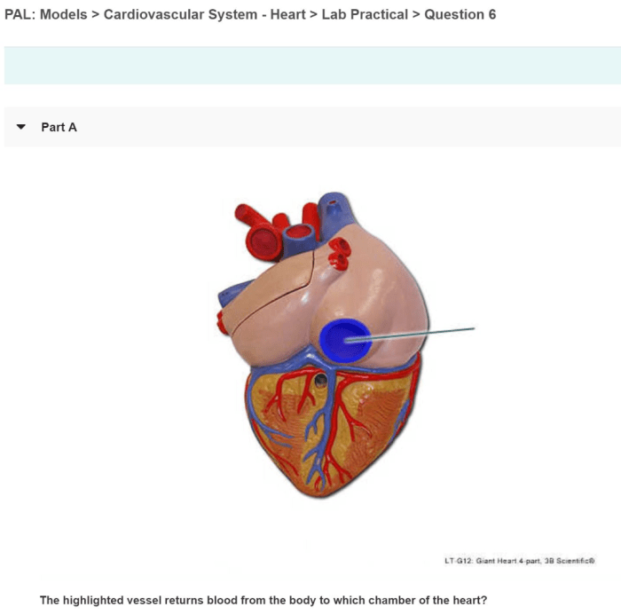 Cardiovascular pal highlighted identify transcribed