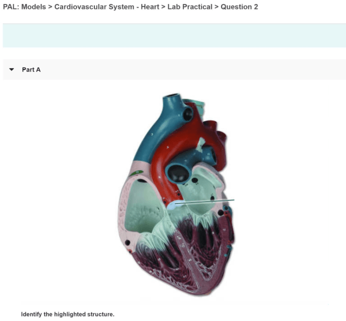 Pal models cardiovascular system heart lab practical question 1